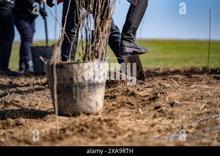 Eine Gruppe von Individuen, die Bäume Pflanzen und Äste auf einem Feld schneiden Stockfoto