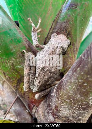 Baumfrosch, viergesäumter Baumfrosch, goldener Baumfrosch, (Polypedates leucomystax) auf einem Baumzweig. Tier. Amphibien. Stockfoto