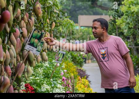 Dhaka, Bangladesch. Juni 2024. Ein Besucher sah, wie er die Mangobrüchte während der monatelangen nationalen Baummesse in Bangladesch im Sher-e-Bangla Nagar berührte. Eine monatelange Baummesse mit dem Titel "National Tree Fair" begann. (Foto: Sazzad Hossain/SOPA Images/SIPA USA) Credit: SIPA USA/Alamy Live News Stockfoto