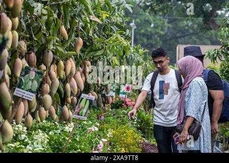 Dhaka, Bangladesch. Juni 2024. Besucher sahen Mangobrüchte während der monatelangen nationalen Baummesse in Bangladesch im Sher-e-Bangla Nagar. Eine monatelange Baummesse mit dem Titel "National Tree Fair" begann. (Foto: Sazzad Hossain/SOPA Images/SIPA USA) Credit: SIPA USA/Alamy Live News Stockfoto