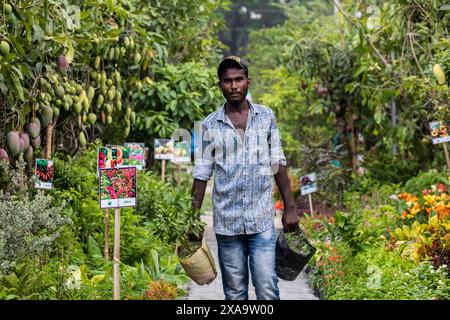 Dhaka, Bangladesch. Juni 2024. Ein Stallarbeiter pflanzt während der monatelangen nationalen Baummesse in Sher-e-Bangla Nagar. Eine monatelange Baummesse mit dem Titel "National Tree Fair" begann. (Foto: Sazzad Hossain/SOPA Images/SIPA USA) Credit: SIPA USA/Alamy Live News Stockfoto