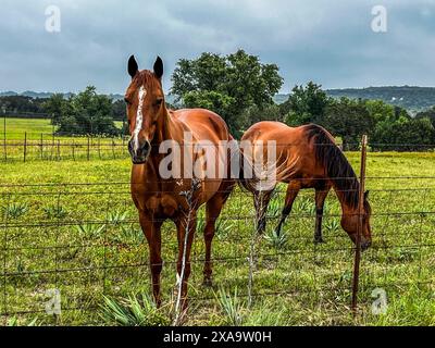 Zwei Pferde auf einer umzäunten Weide stehen nebeneinander Stockfoto