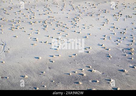 Blasen Sie Lugworm Poo an der Westküste Irlands - Arenicola Marina. Stockfoto