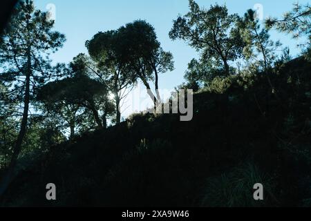 Die Sonne scheint hinter Bäumen und Gras auf einem Hügel Stockfoto