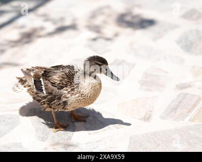 Eine Ente läuft auf einem Betonsteg. Eine Ente überquert die Straße Stockfoto