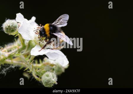 Buff-Schwanzhummel bombus terrestris, auf Brombeerblume schwarz mit stumpfem gelbem Band vorne am Thorax und am mittleren Bauch, Buff-Spitze bis Bauch Stockfoto