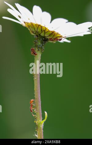 Rote Ameisen Myrmica rubra, bäuerliche Blattläuse, die für Honigtau „gemolken“ werden, Blattläuse und Ameisen auf Stielen einer großen Gänseblümchenart im Portraitformat weicher Hintergrund Stockfoto