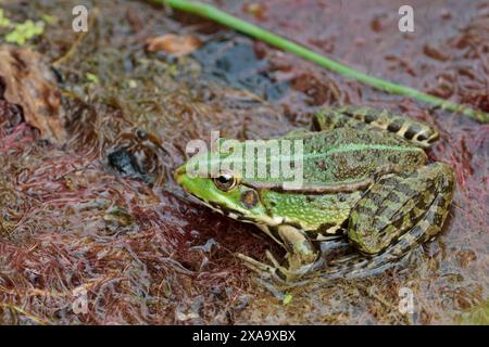 marsh Frosch rana ridibunda, spitzes Gesicht grünliche Farbe blassgrüne Linie nach hinten dunkle Flecken an Beinen männlich hat aufgeblähte Stimmsäcke für den Ruf Stockfoto