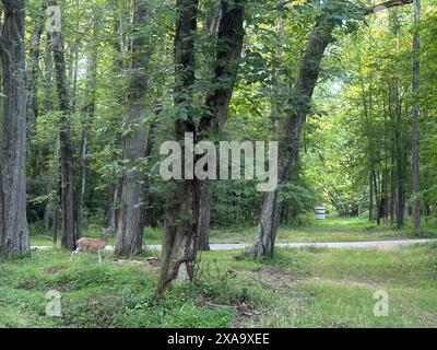 Junge Hirsche auf dem grünen Weg in Alpharetta, Georgia Stockfoto