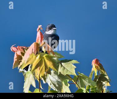 Ein winziger Vogel auf einem grünen Baumzweig Stockfoto