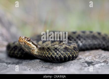 Add (Viper berus) Weibchen auf Fels und sonnige Wärme, die von Stein bei sonnigem Wetter gehalten wird, Lammermuir Hills, Berwickshire, Schottland, Juli 1998 Stockfoto