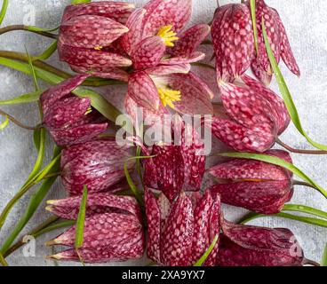 fritillaria meleagris Haselhühner Blumen auf grauem Hintergrund. Unschärfe und selektiver Fokus. Extreme Blume Nahaufnahme Stockfoto