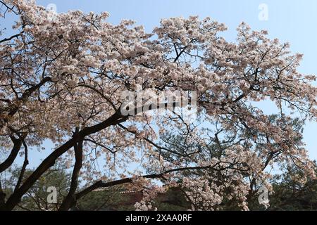 Ein malerischer Blick auf die Kirschblüten im Frühling in Jungnang-gu, Seoul, Südkorea Stockfoto