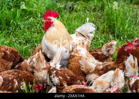 Eine Herde Hühner eine Herde Hühner mit Hahn in Freilandhaltung auf einer Wiese *** Eine Herde Hühner Eine Herde Hühner mit einem Hahn in einem Freilauf Stockfoto