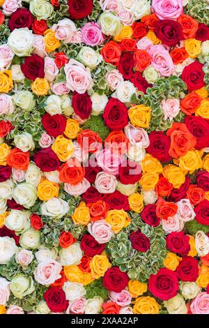 Eine Auswahl verschiedener Rosen in verschiedenen Farben und Größen zur Schau stellen Stockfoto