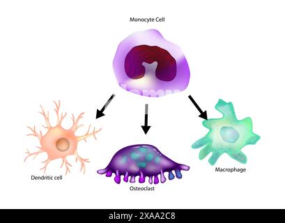 Monozytendifferenzierung. Makrophagen, dendritische Zellen, Osteoklasten. Stock Vektor
