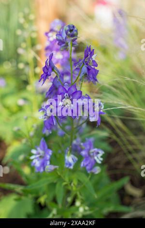 Violette Blumen stehen in einem üppig grünen Blumenbeet, umgeben von einer Vielzahl von Blumen und Gras Stockfoto