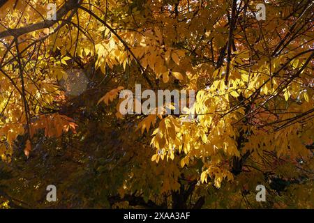 Sonnenlicht durchzieht Herbstblätter auf einem Baum Stockfoto