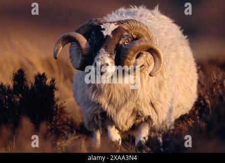 Schwarzschaf (Ovis domesticus), Widder auf Heidemoor bei Abendbeleuchtung, Lammermuirs, East Lothian, Schottland, März 2003 Stockfoto