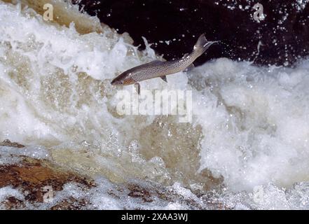 Braune Forelle (Salmo trutta) hüpfender Wasserfall am Fluss Almond, Perthshire, Schottland, Oktober 1998 Stockfoto