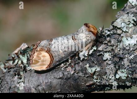 Buff-Tip Moth (Phalera bucephala) auf Flechtenbedeckten Erlenzweig, Inverness-shire, Schottland, Mai 1989 Stockfoto