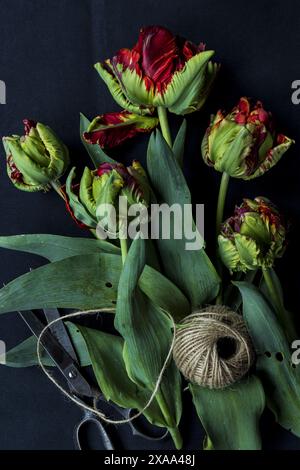 Flache Nahaufnahme von roten grünen Papageientulpen mit einer Vintage-Schere und einem hank von natürlichem Jutegarn auf schwarzem Hintergrund, dezent stimmungsvoll Stockfoto