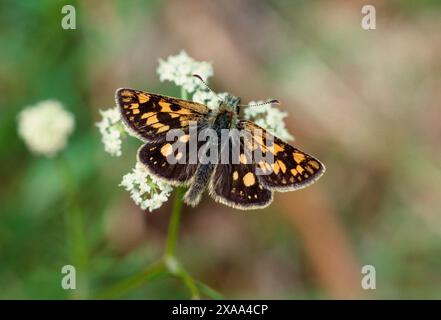 Karierter Skipper Butterfly (Carterocephalus palaemon), Nektaring auf Pignut Blume, Spean Bridge, Lochaber, Schottland, Mai 1989 Stockfoto