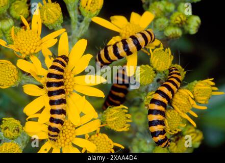 Larven von Zinnobermotten (Tyria jacobaeae), die Ragkraut fressen, Lindisfarne National Nature Reserve, Northumberland, England, Juni 1998 Stockfoto