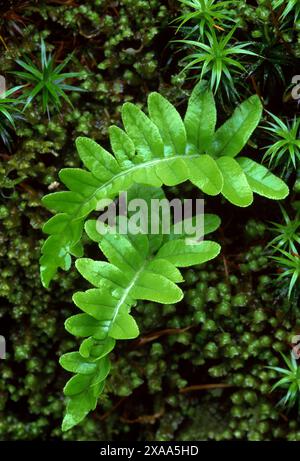 Gewöhnlicher Polypody-Farn (Polypodium vulgare), der aus einer alten Steinmauer wächst, die an die einheimische eiche grenzt, Isle of Mull, Argyll, Innere Hebriden, Schottland, Mai Stockfoto