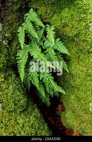 Polypodium vulgare (Polypodium vulgare) wächst auf dem Stamm eines Platanen in Kinloch im Island of Rum National Nature Reserve Stockfoto