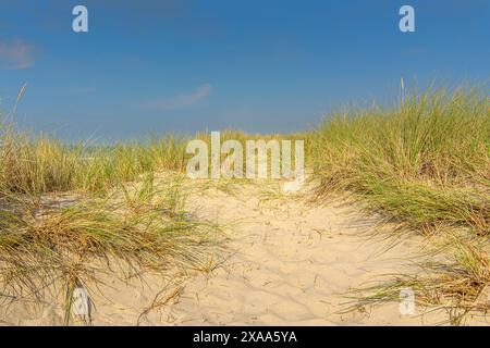 Sanddünen und Gras mit blauem Himmel Stockfoto