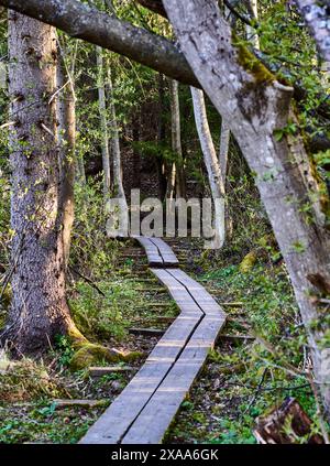 Eine hölzerne Promenade schlängelt sich durch üppige Wälder auf einem Wanderweg Stockfoto