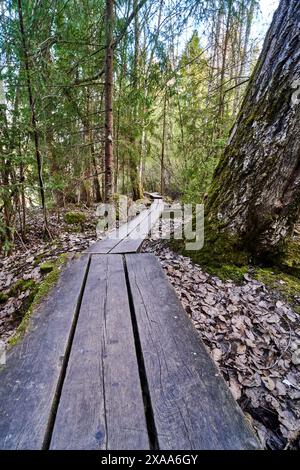 Ein Holzweg schlängelt sich durch einen dichten Wald aus hoch aufragenden Bäumen Stockfoto