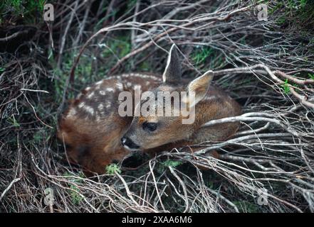 Reh (Capreolus capreolus) neugeborenes Rehkitz versteckt in tiefer Vegetation / Lingheide im RSPB Nature Reserve of Abernethy, Cairngorms National Park Stockfoto