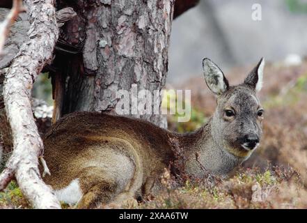 Rotwild (Capreolus capreolus) Nahaufnahme von Hirschen im einheimischen Pinienwald, Deeside, Cairngorms National Park, Schottland, Februar 1987 Stockfoto