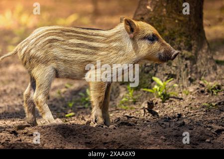Ein Babyschwein steht im Dreck neben Bäumen. Stockfoto
