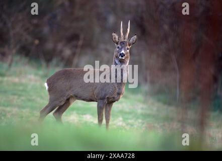 Reh (Capreolus capreolus) männlich (Bock) im Abendlicht im dunklen Wintermantel, Berwickshire, Schottland, März 2001 Stockfoto