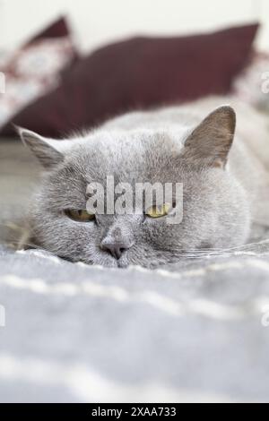 Foto einer grauen britischen Kurzhaar-Hauskatze mit gelben Augen, die auf einem Bett liegt Stockfoto