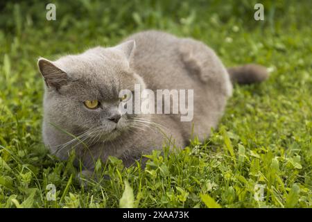 Foto einer grauen britischen Kurzhaar-Hauskatze mit goldgelben Augen und lilafarbener Farbe, die am sonnigen Sommertag in einem grünen Gras sitzt Stockfoto