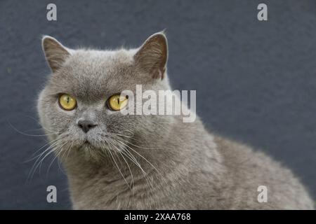Foto einer grauen britischen Kurzhaar-Hauskatze mit goldgelben Augen und lilafarbener Farbe, die auf unscharfem grauen Hintergrund sitzt Stockfoto