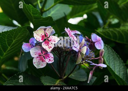 Das sind verblasste Hortensie Blumen im Garten. Stockfoto
