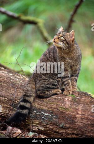 Die schottische Wildkatze (Felis silvestris grampia) ist ein halbgewohntes Weibchen im Sommermantel, das wild im einheimischen sessilen oakwood, Lochaber, Schottland, lebt Stockfoto