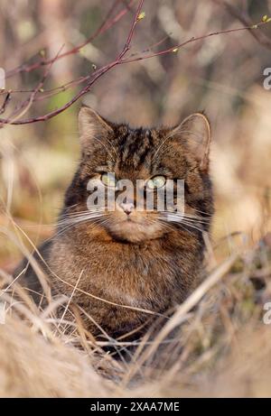 Schottische Wildkatze (Felis silvestris grampia), halbgewohntes Weibchen im Winterfell, wild im einheimischen oakwood, Lochaber, Schottland, im April Stockfoto