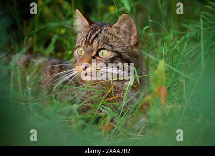 Schottische Wildkatze (Felis silvestris grampia) halbgewohntes Jungtier im Sommerfell, wild im einheimischen oakwood, Lochaber, Schottland, im September Stockfoto