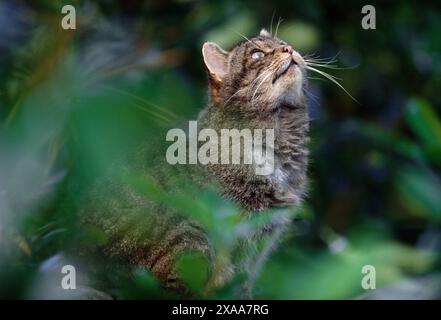 Schottische Wildkatze (Felis silvestris grampia), halbgewohntes Weibchen im Winterfell, wild im einheimischen oakwood, Lochaber, Schottland, im April Stockfoto