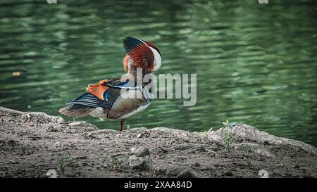 Eine Mandarinente, die auf einem Felsen in der Nähe des Wassers thront. Stockfoto