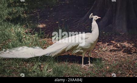 Ein lebendiger Pfau streckt auf Gras an einem Baum und Felsen. Stockfoto