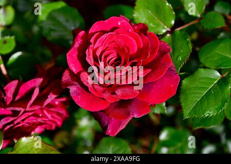 Eine Nahaufnahme einer Rosa (Zigeunerseele, Hybridtee) im Sonnenlicht Stockfoto