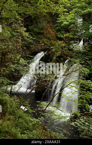 Der Wasserfall von Colwith Force in Langdale, im englischen Lake District Stockfoto