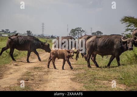 Nakuru, Kenia. Juni 2024. Büffel werden im Lake Nakuru National Park gesehen. Nach Angaben des kenianischen Tourismusinstituts stiegen die Einnahmen des Landes aus dem Tourismus im vergangenen Jahr um 32 % auf 352,5 Milliarden Schilling (2,7 Milliarden Dollar). Der Tourismus ist Kenias drittgrößte Quelle ausländischer Einkünfte. (Foto: James Wakibia/SOPA Images/SIPA USA) Credit: SIPA USA/Alamy Live News Stockfoto